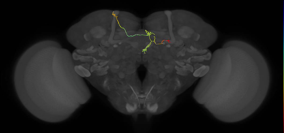 FS4A(AB)(FQ12)_C3_R (FlyEM-HB:980391392)