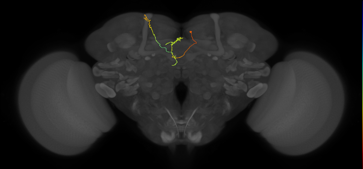 FS4A(FQ12)_C7_R (FlyEM-HB:948704521)