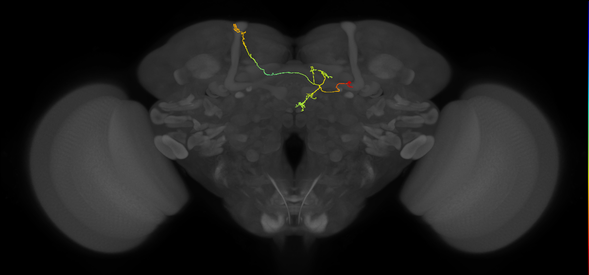 FS4A(AB)(FQ12)_C3_R (FlyEM-HB:203253072)