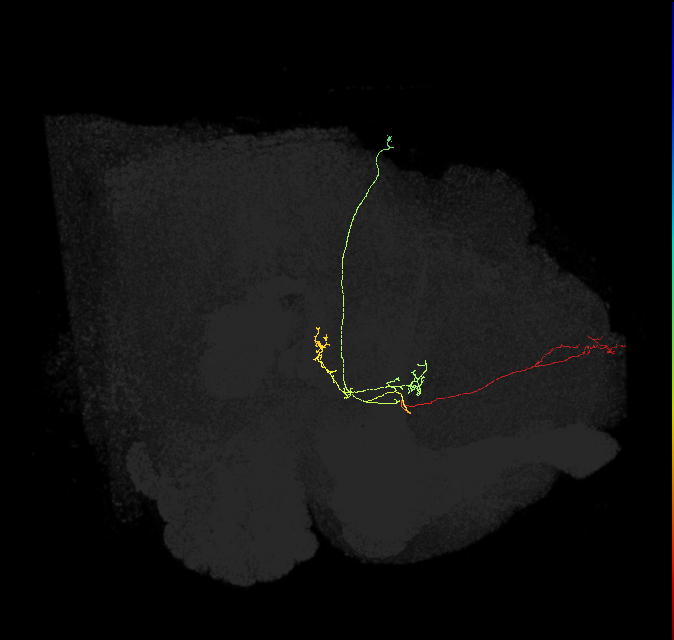 FS4A(AB)(FQ12)_C1_R (FlyEM-HB:1104824699)