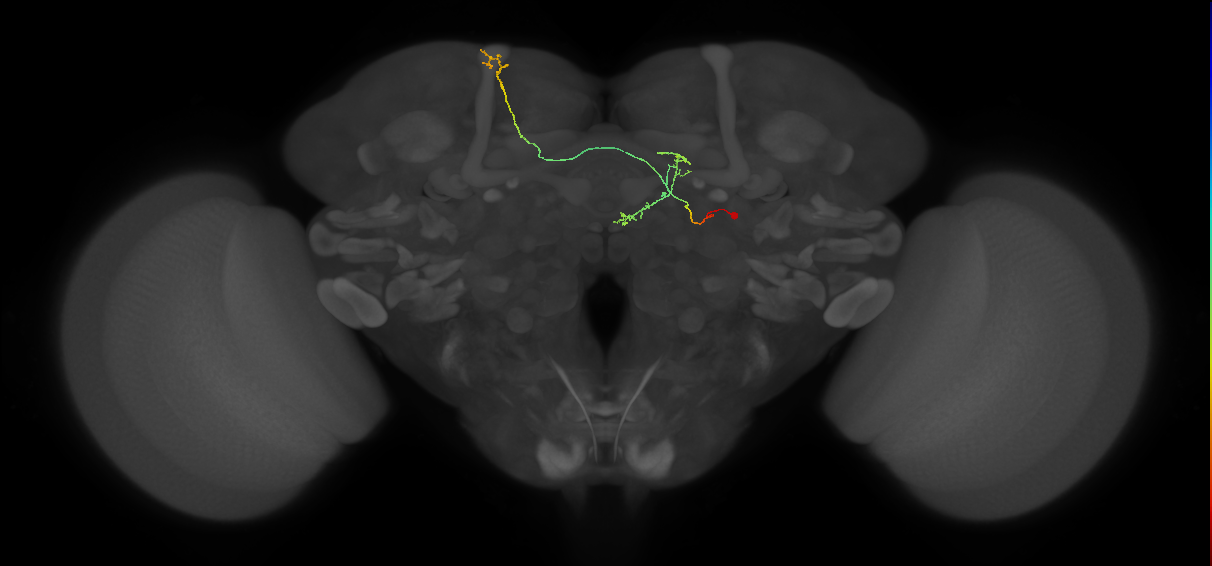 FS4A(AB)(FQ12)_C1_R (FlyEM-HB:1104824699)