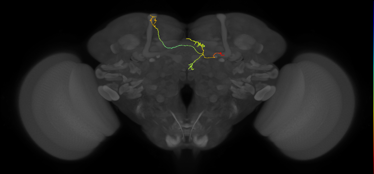 FS4A(AB)(FQ12)_C3_R (FlyEM-HB:203931040)