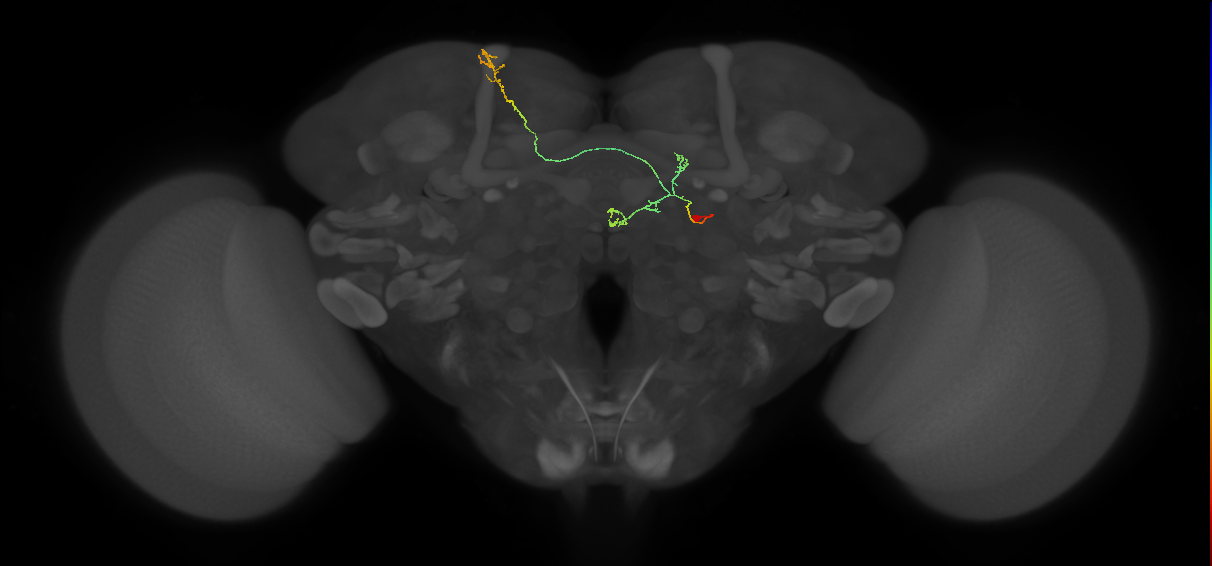 FS4A(AB)(FQ12)_C1_R (FlyEM-HB:1230328538)