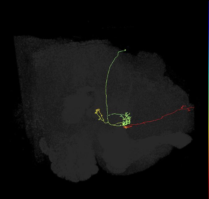 FS4A(FQ12)_C1_R (FlyEM-HB:1136545839)