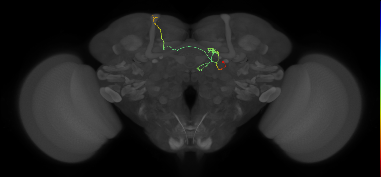 FS4A(FQ12)_C1_R (FlyEM-HB:1136545839)