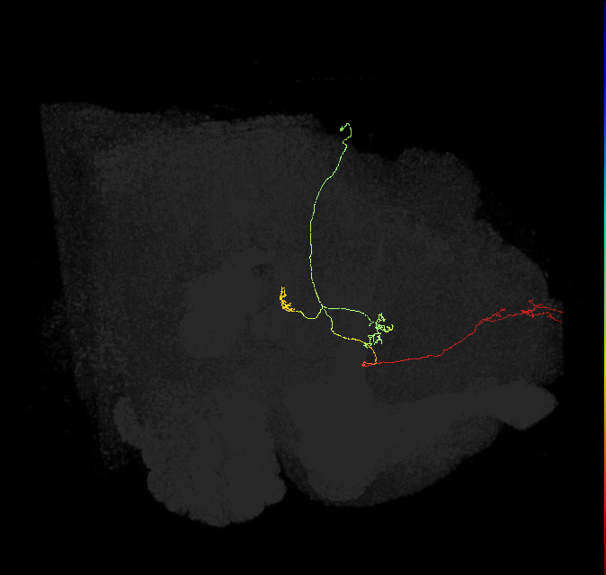FS4A(AB)(FQ12)_C2_R (FlyEM-HB:1073457310)