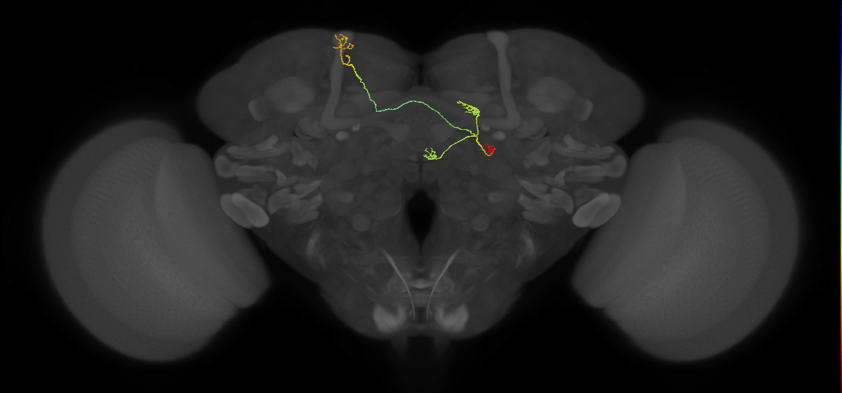 FS4A(AB)(FQ12)_C2_R (FlyEM-HB:1073457310)