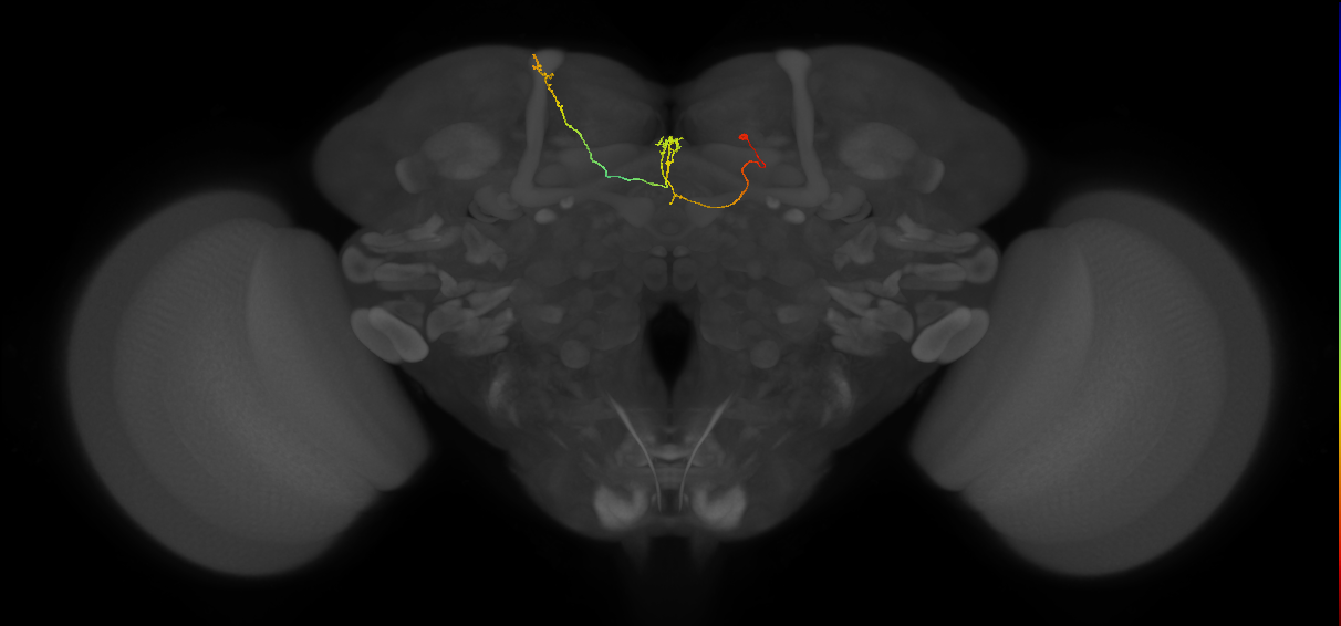 FS4A(FQ12)_C5_R (FlyEM-HB:916970574)