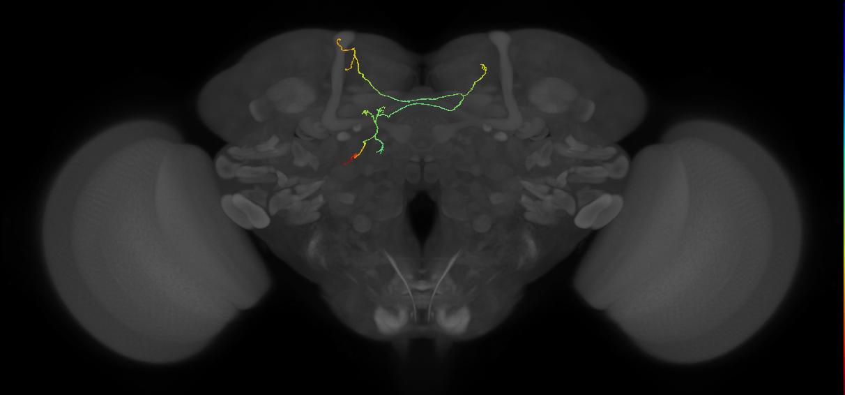 FS4A(FQ12)_C9_L (FlyEM-HB:1374390473)