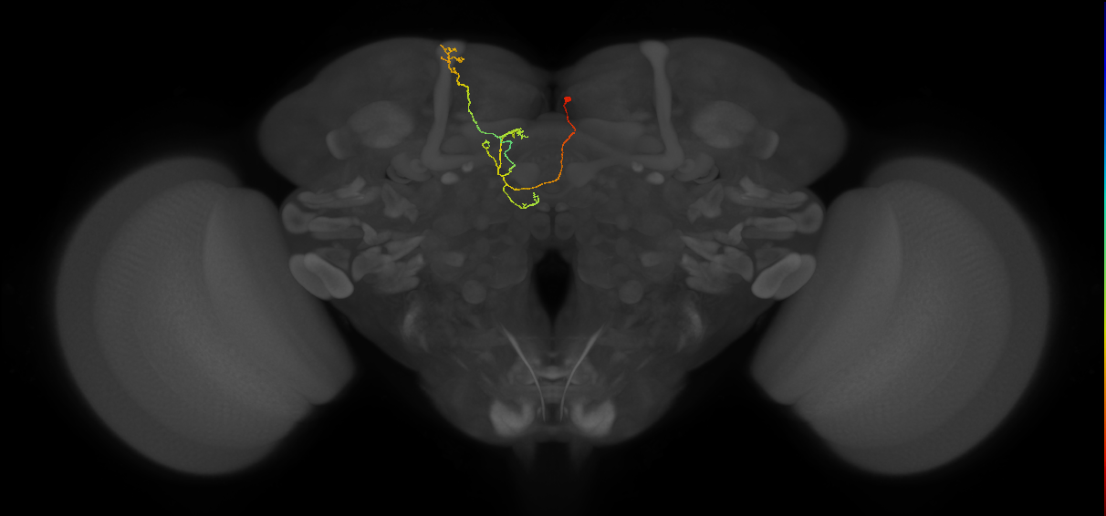 FS4A(AB)(FQ12)_C8_R (FlyEM-HB:1195658585)