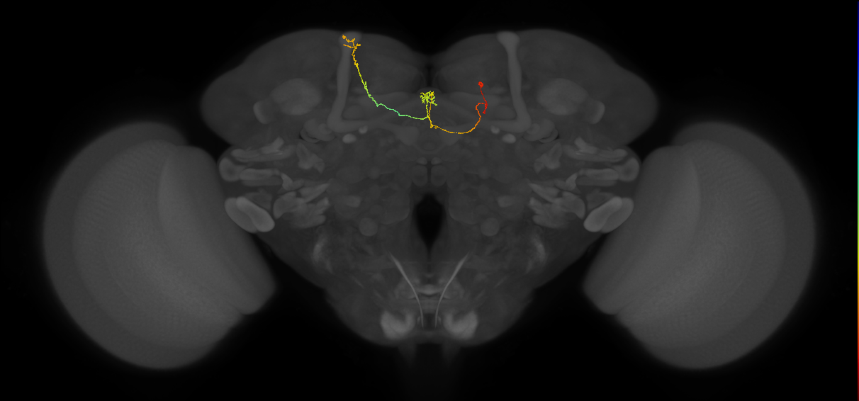 FS4A(FQ12)_C5_R (FlyEM-HB:203598504)