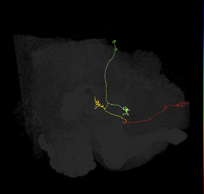 FS4A(AB)(FQ12)_C2_R (FlyEM-HB:5812986772)