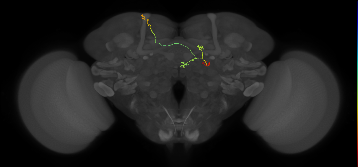 FS4A(AB)(FQ12)_C2_R (FlyEM-HB:5812986772)