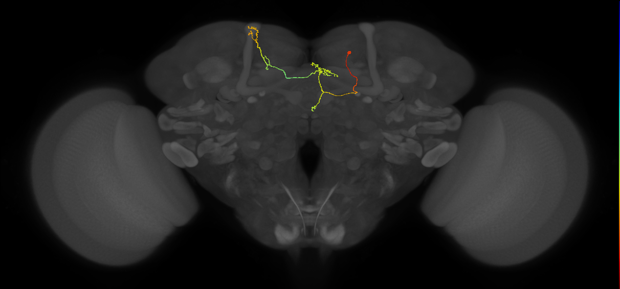 FS4A(AB)(FQ12)_C4_R (FlyEM-HB:1072472949)