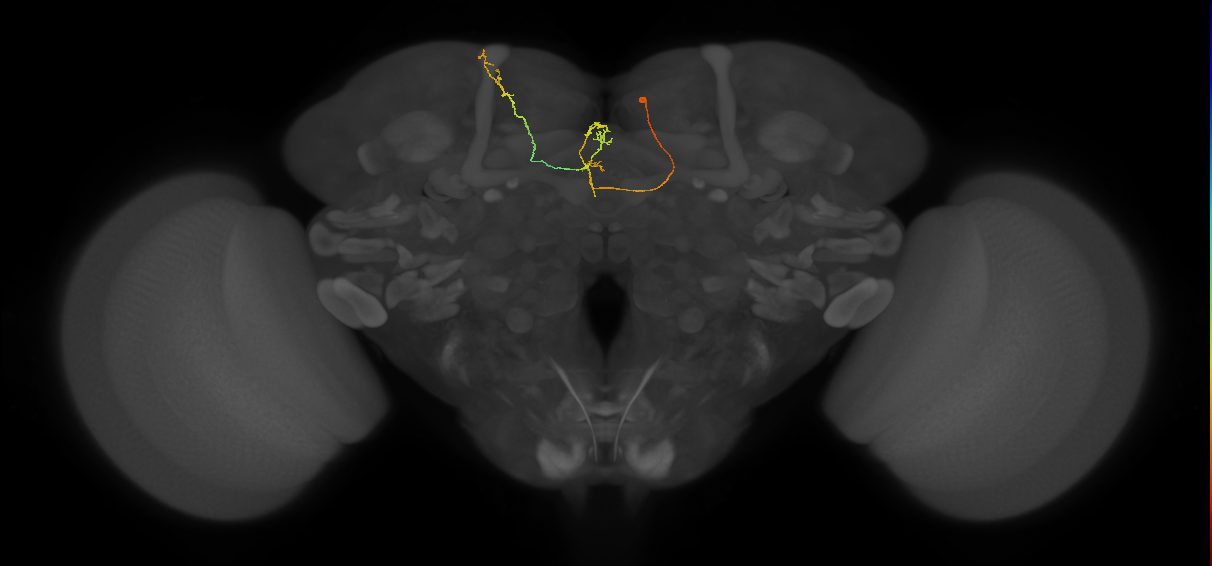 FS4A(FQ12)_C6_R (FlyEM-HB:916309801)