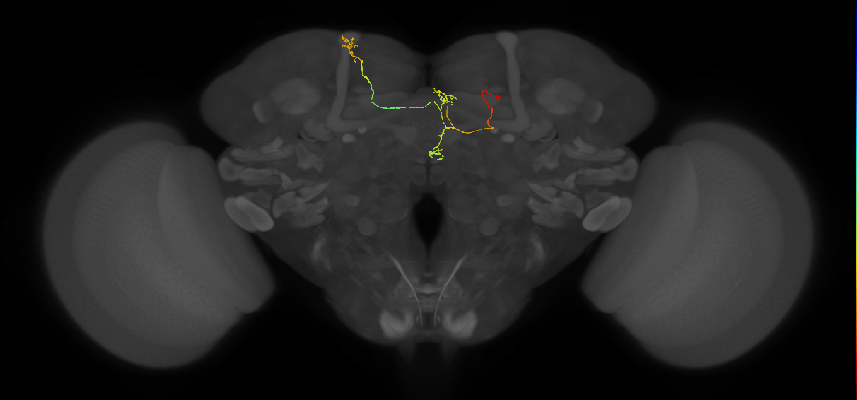 FS4A(AB)(FQ12)_C4_R (FlyEM-HB:203594169)