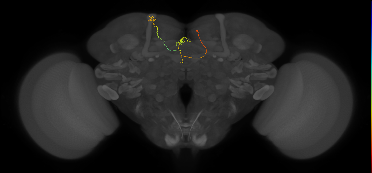 FS4A(FQ12)_C6_R (FlyEM-HB:296690817)