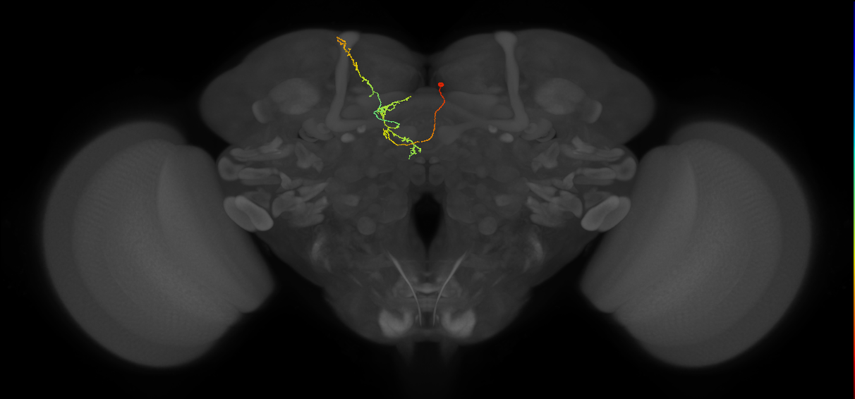 FS4A(AB)(FQ12)_C8_R (FlyEM-HB:1073897808)