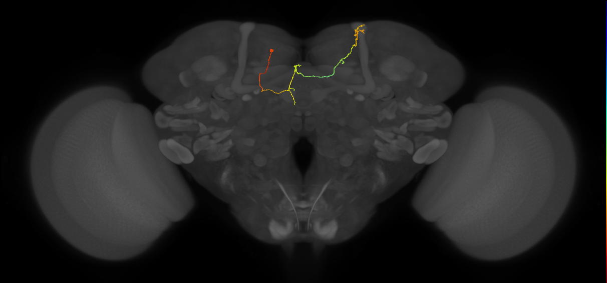 FS4A(FQ12)_C6_L (FlyEM-HB:5813020699)