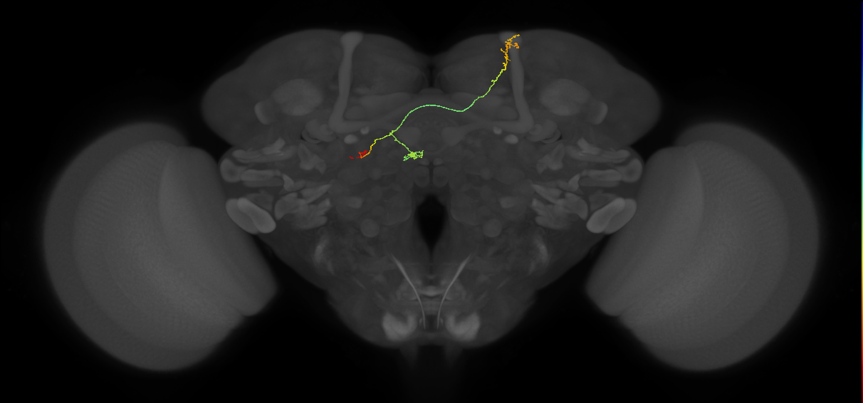 FS4A(AB)(FQ12)_C8_L (FlyEM-HB:296867934)