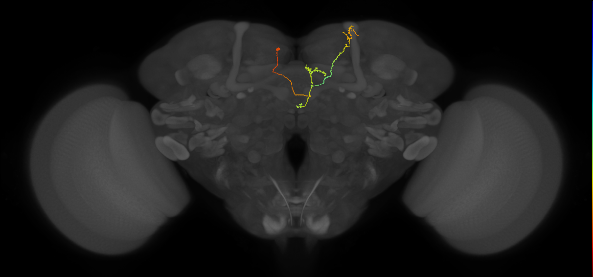 FS4A(AB)(FQ12)_C3_L (FlyEM-HB:1072805036)