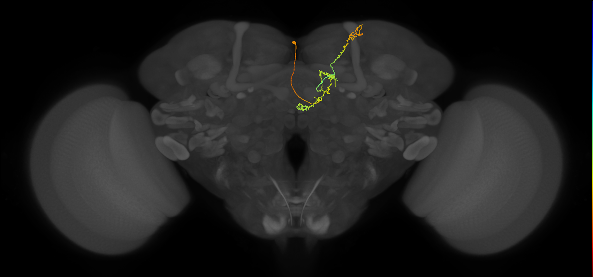 FS4A(AB)(FQ12)_C2_L (FlyEM-HB:5813082948)