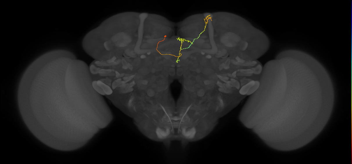 FS4A(AB)(FQ12)_C4_L (FlyEM-HB:757396504)