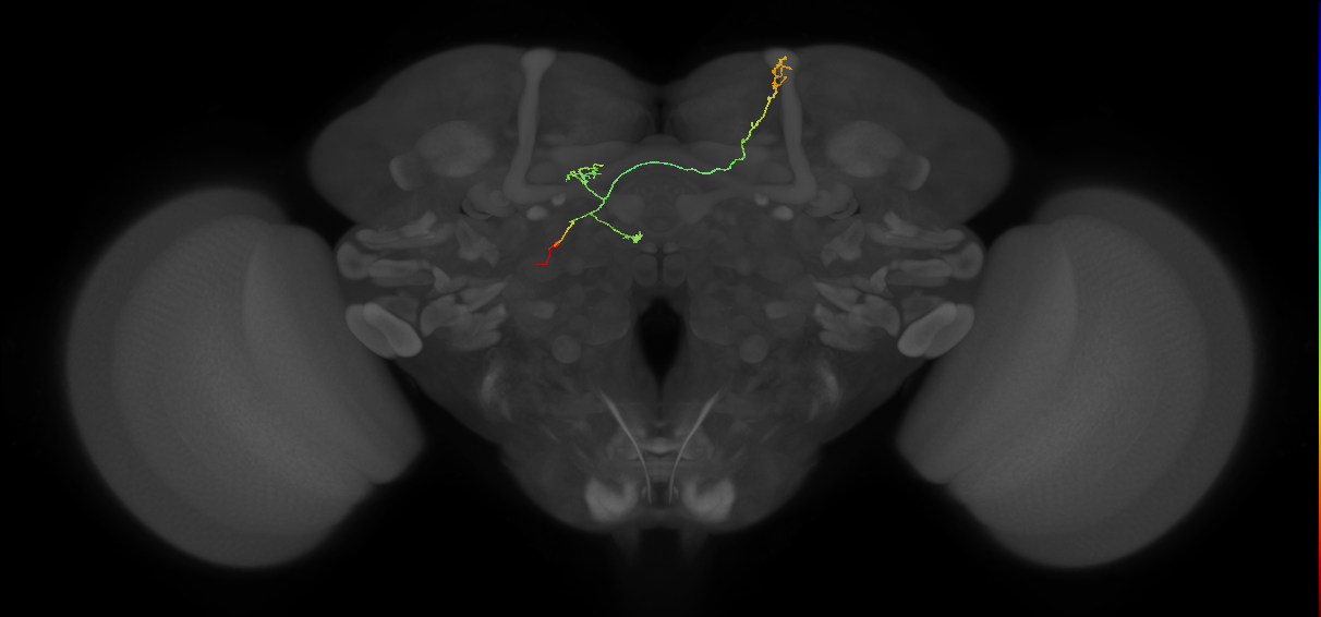 FS4A(FQ12)_C9_L (FlyEM-HB:1199082254)