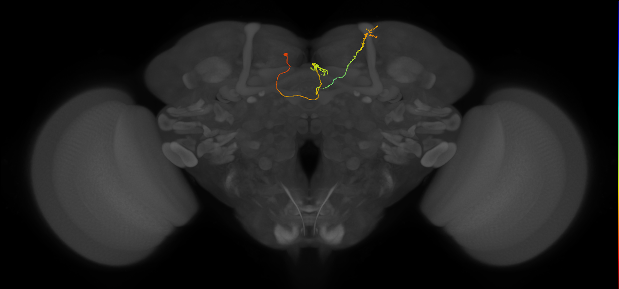 FS4A(FQ12)_C4_L (FlyEM-HB:327566137)