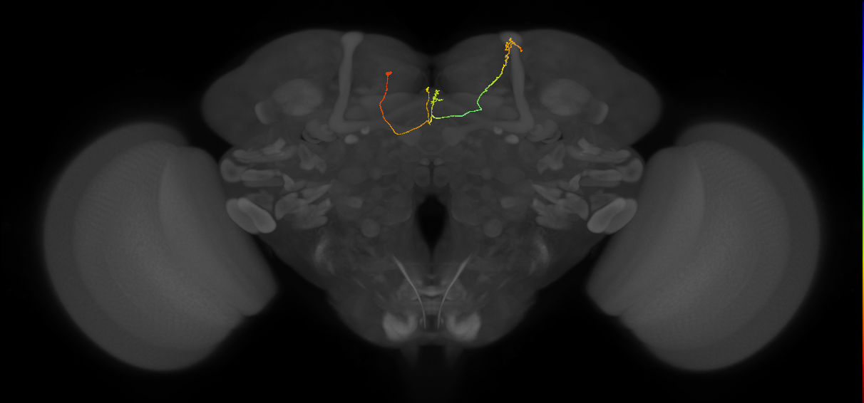 FS4A(FQ12)_C5_L (FlyEM-HB:326884203)