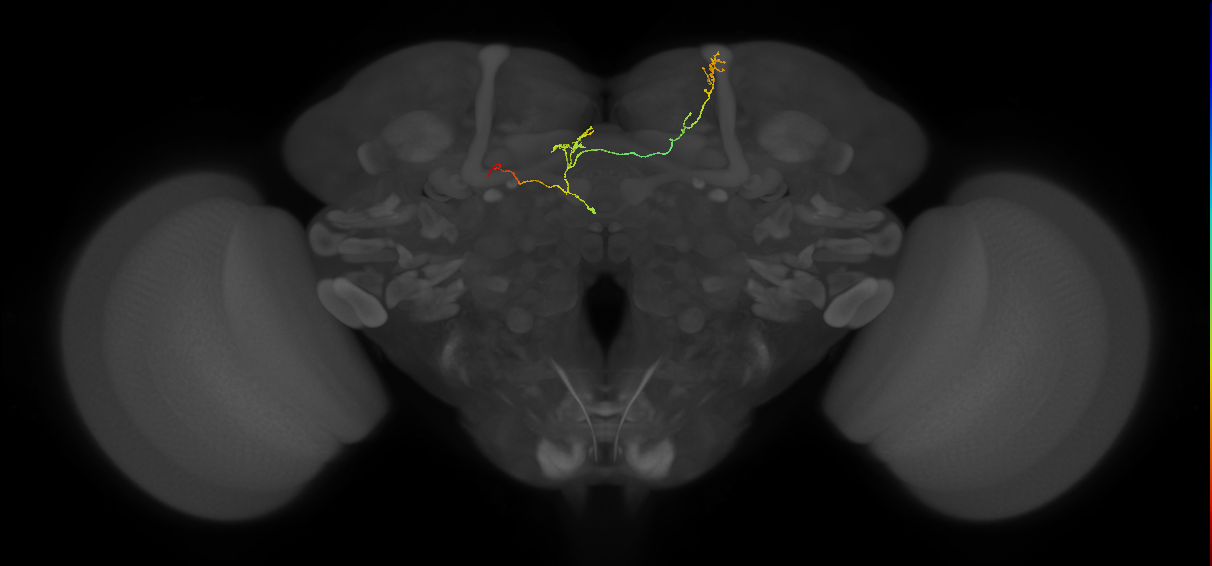 FS4A(FQ12)_C7_L (FlyEM-HB:296872298)