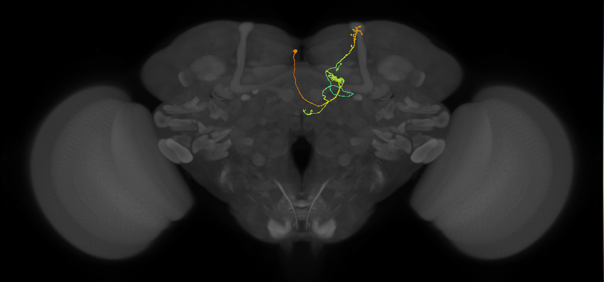 FS4A(AB)(FQ12)_C2_L (FlyEM-HB:1104151060)