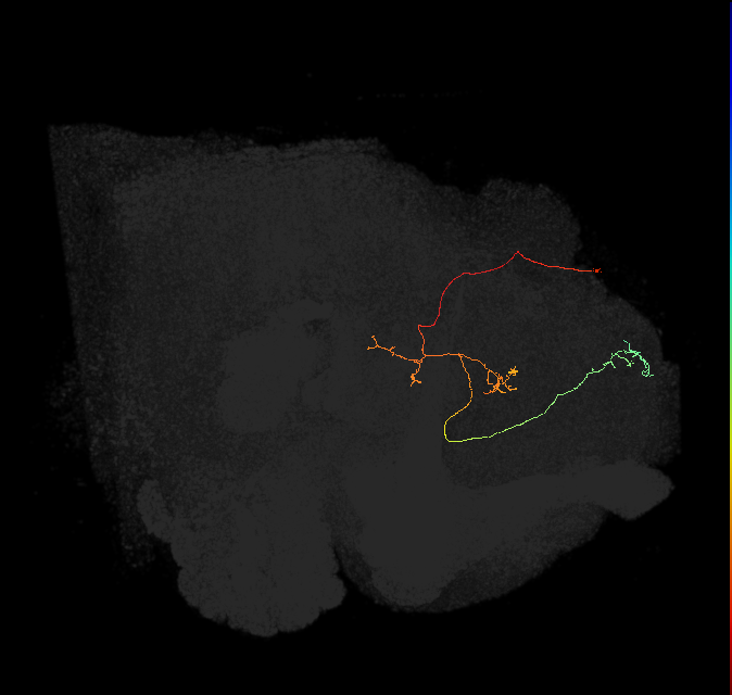 FS4A(FQ12)_C6_L (FlyEM-HB:5813128313)