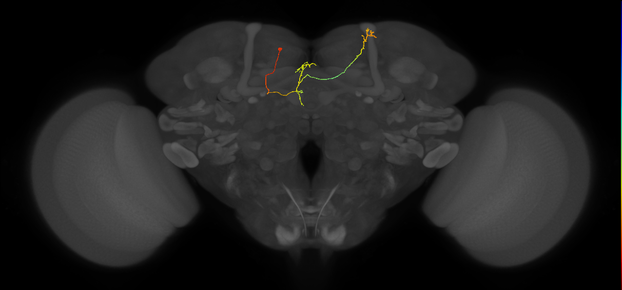 FS4A(FQ12)_C6_L (FlyEM-HB:5813128313)