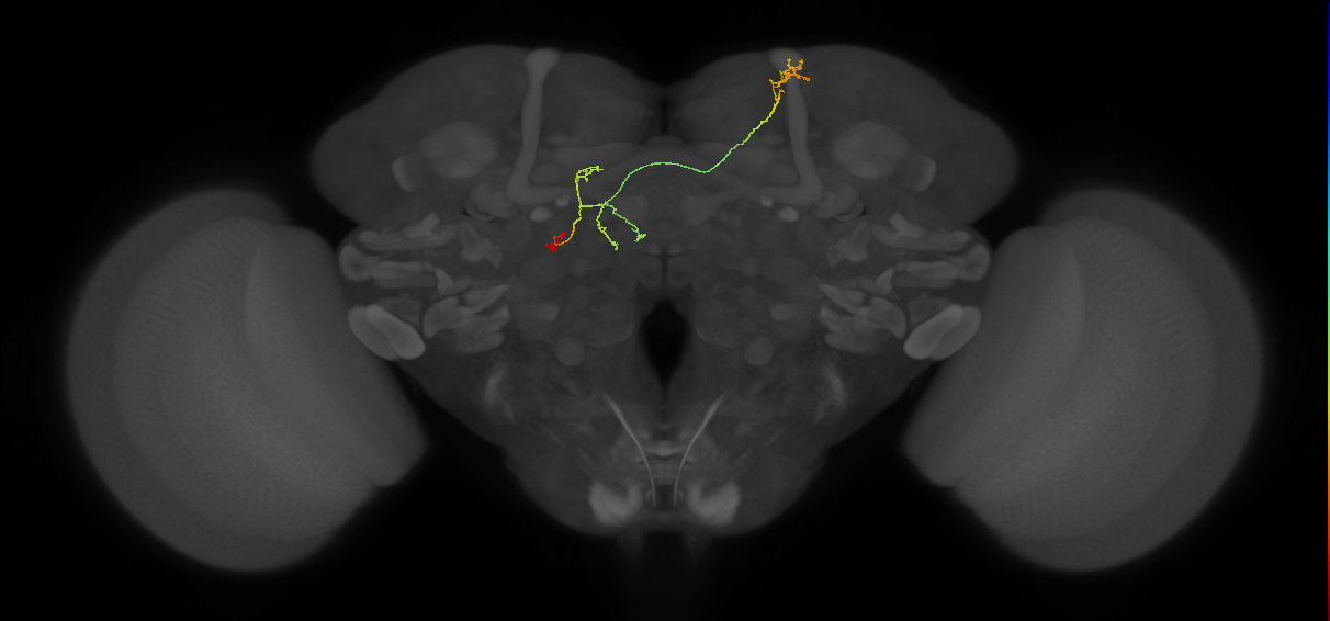 FS4A(FQ12)_C8_L (FlyEM-HB:5813041131)
