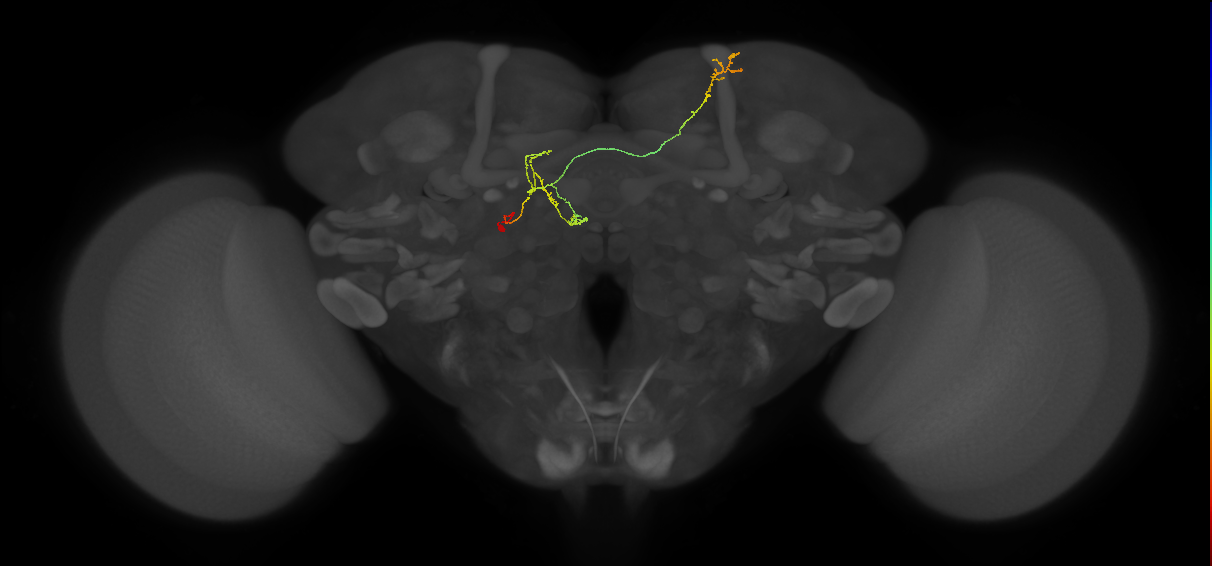 FS4A(FQ12)_C8_L (FlyEM-HB:326875404)