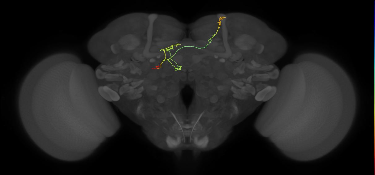 FS4A(FQ12)_C8_L (FlyEM-HB:326884264)