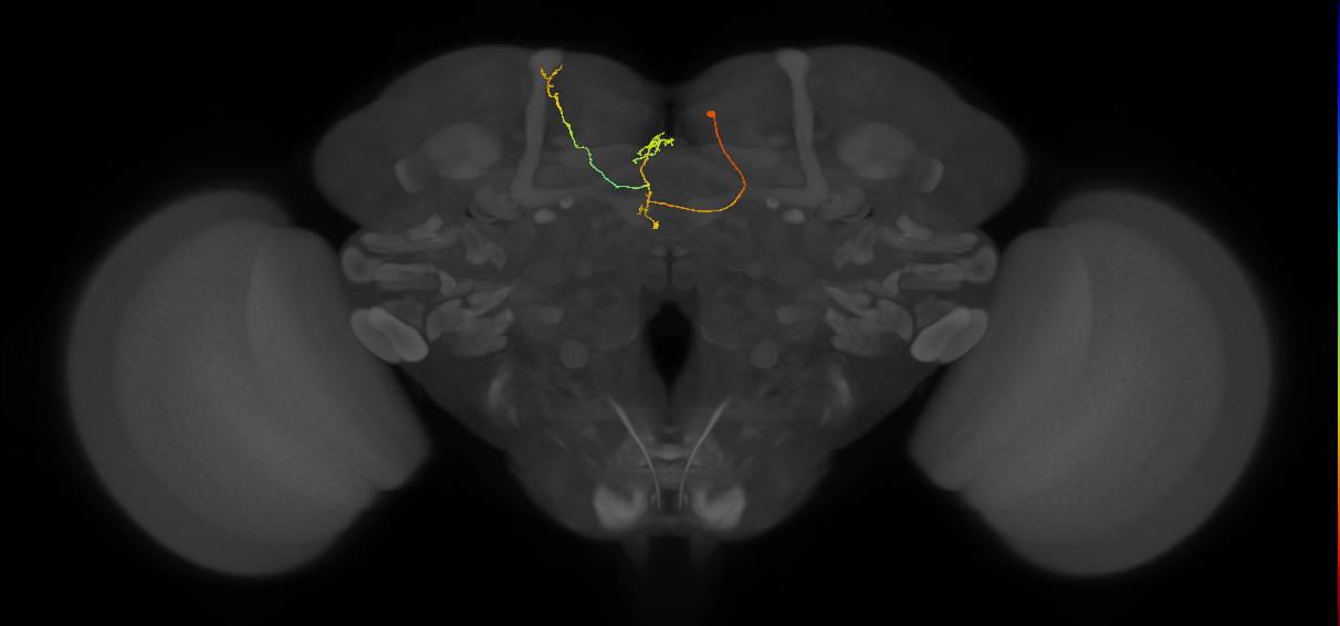 FS4A(FQ12)_C6_R (FlyEM-HB:916309838)
