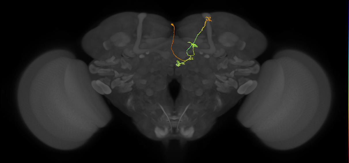 FS4A(AB)(FQ12)_C2_L (FlyEM-HB:327225145)