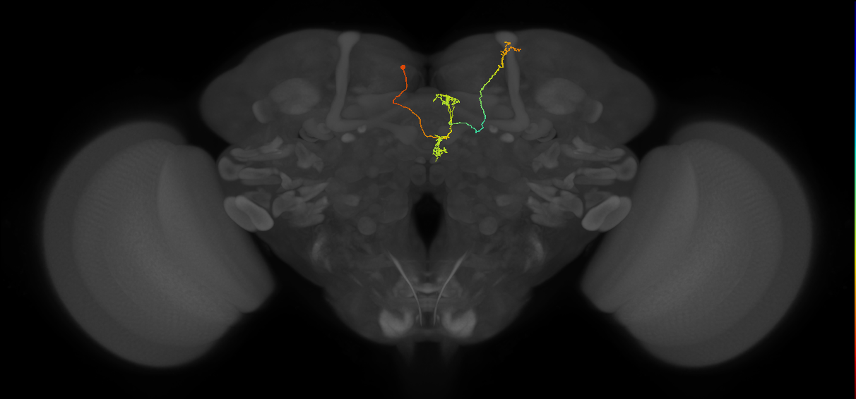 FS4A(FQ12)_C3_L (FlyEM-HB:1010731508)