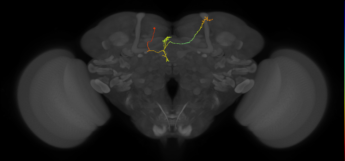 FS4A(FQ12)_C6_L (FlyEM-HB:357569240)