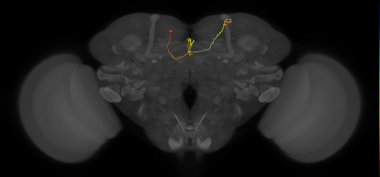 FS4A(FQ12)_C5_L (FlyEM-HB:388612388)