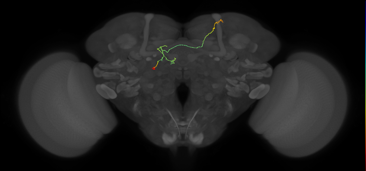 FS4A(FQ12)_C9_L (FlyEM-HB:1374731590)