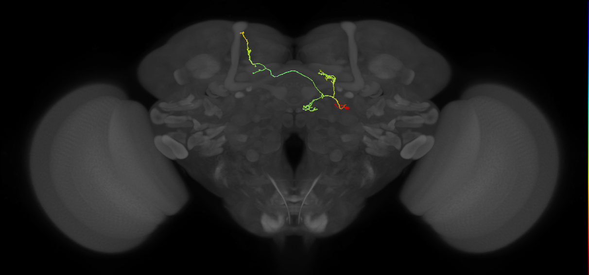FS4A(FQ12)_C2_R (FlyEM-HB:1104837598)