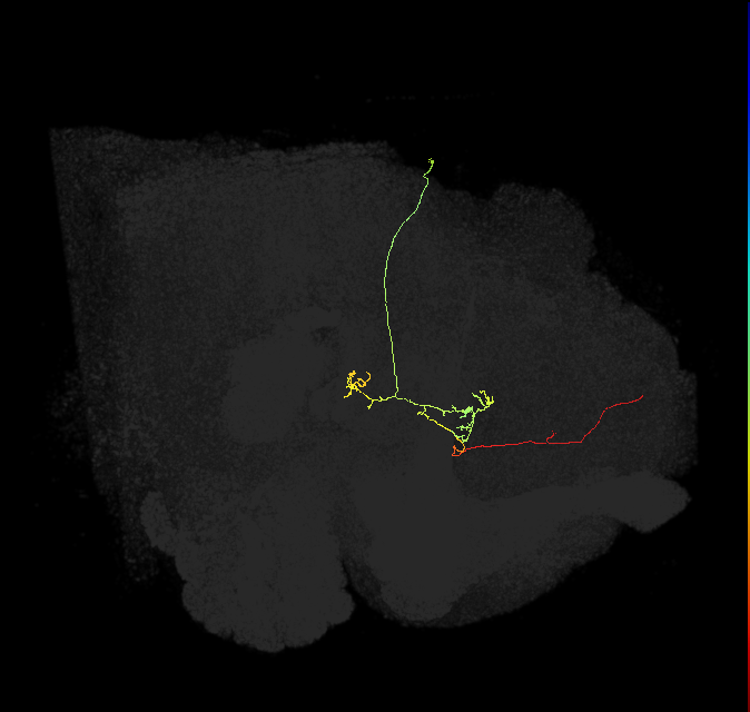 FS4A(AB)(FQ12)_C2_R (FlyEM-HB:1104491936)