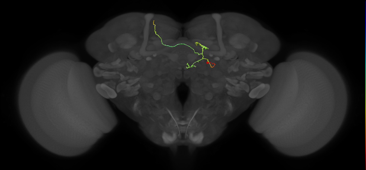 FS4A(AB)(FQ12)_C2_R (FlyEM-HB:1104491936)