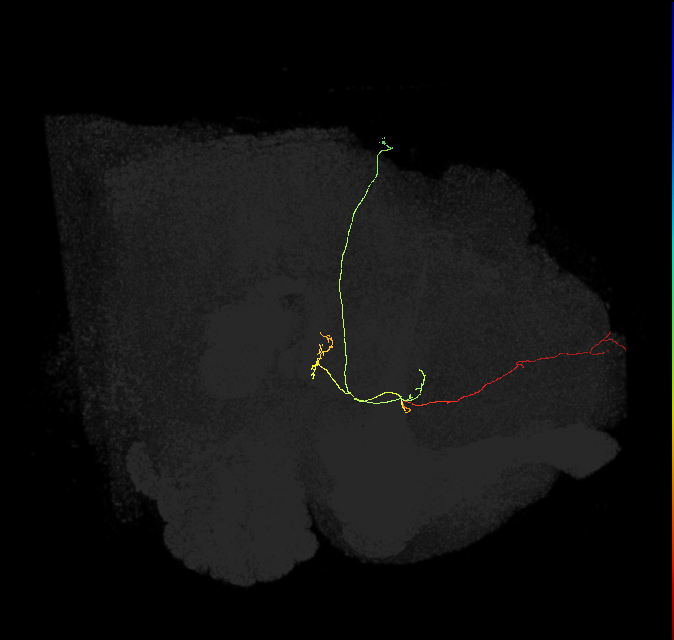 FS4B(AB)(FQ12)_C1_R (FlyEM-HB:1279775082)