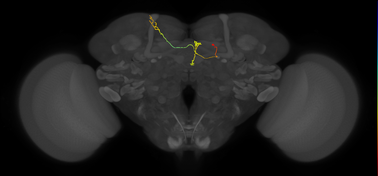 FS4B(FQ12)_C4_R (FlyEM-HB:203598542)