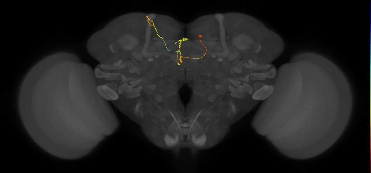 FS4B(FQ12)_C6_R (FlyEM-HB:725955898)