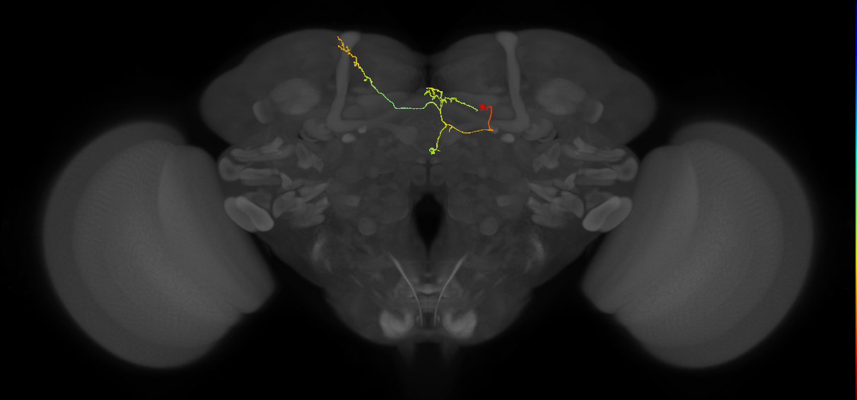 FS4B(AB)(FQ12)_C4_R (FlyEM-HB:940791269)